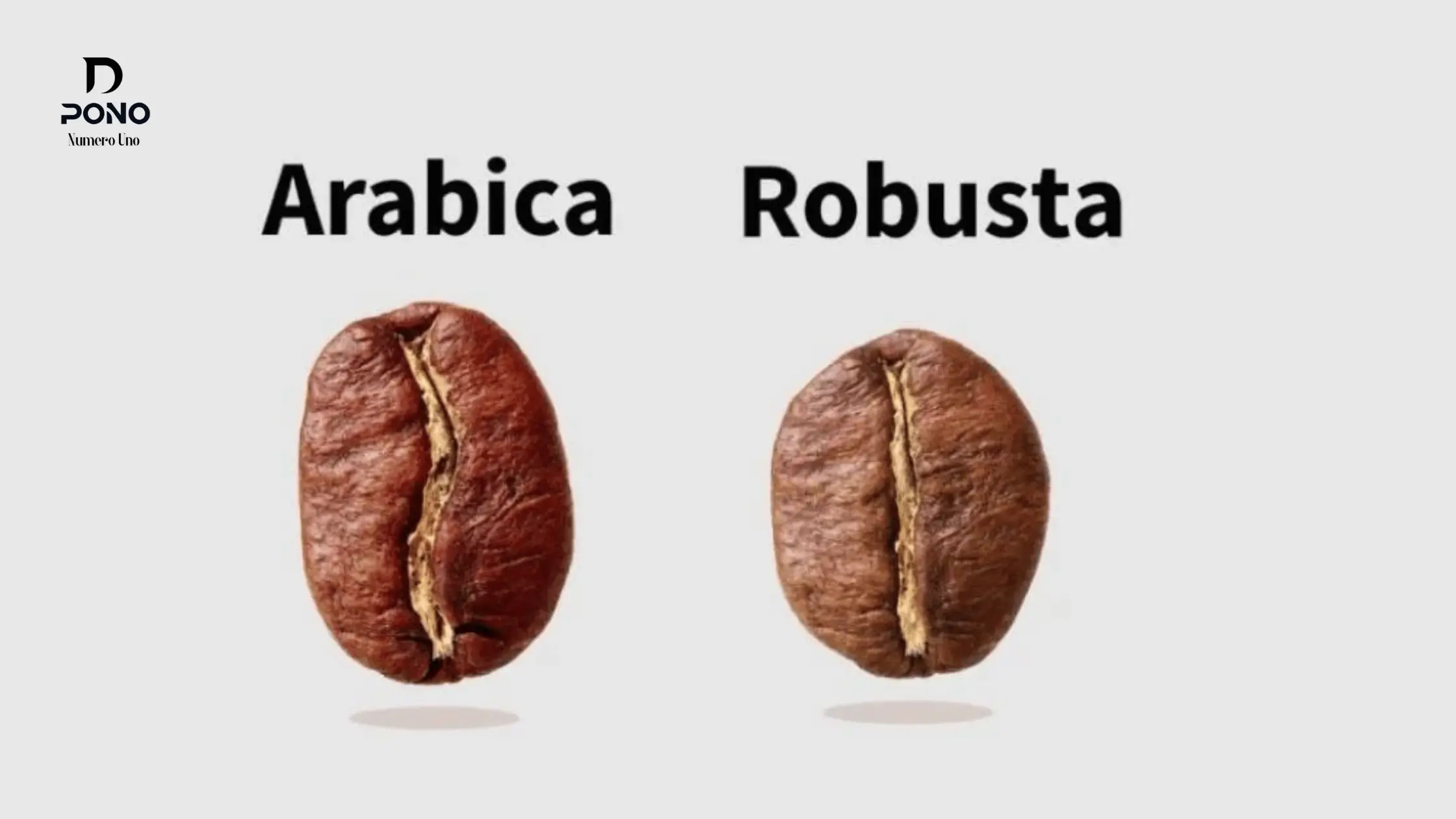 الفرق بين الارابيكا والروبوستا