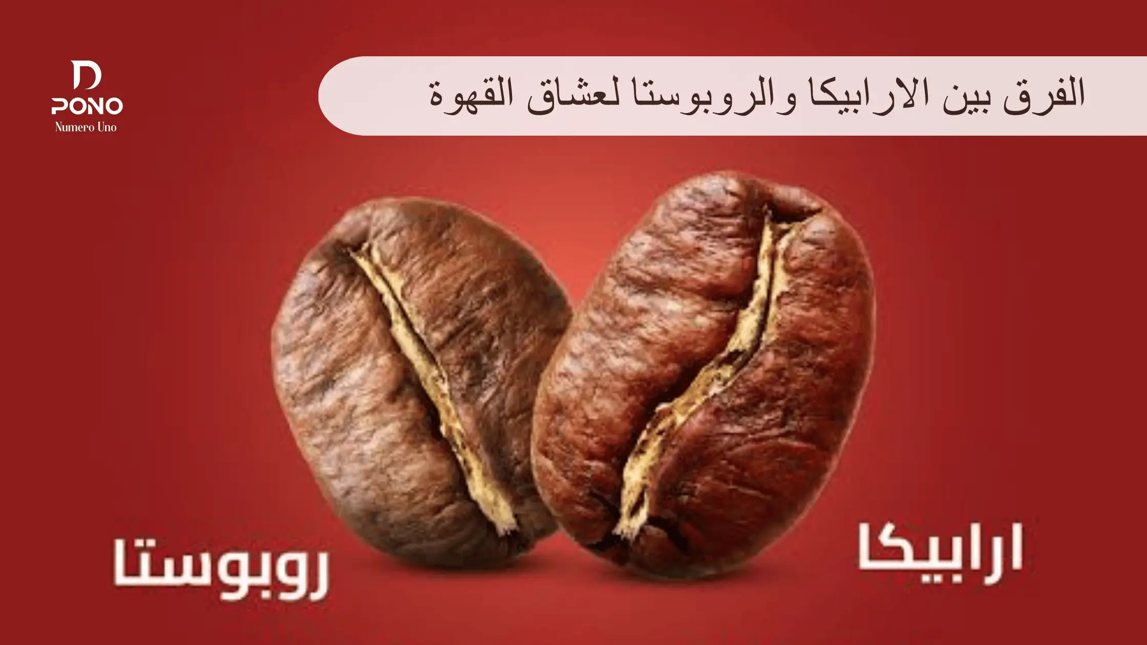 الفرق بين الارابيكا والروبوستا